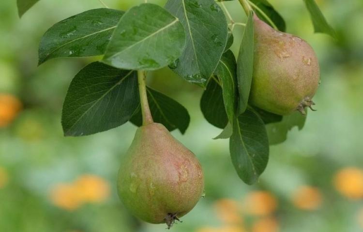 1132x637_bnl_peren_in_juni.jpg