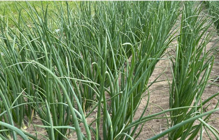 onion field