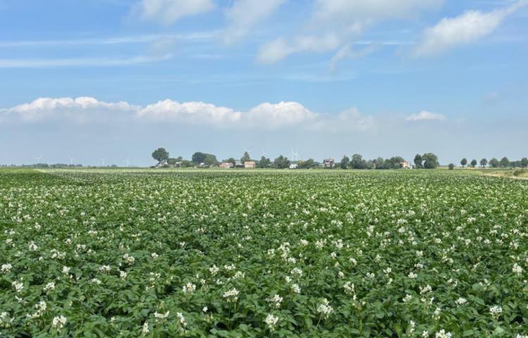 Aardappelveld