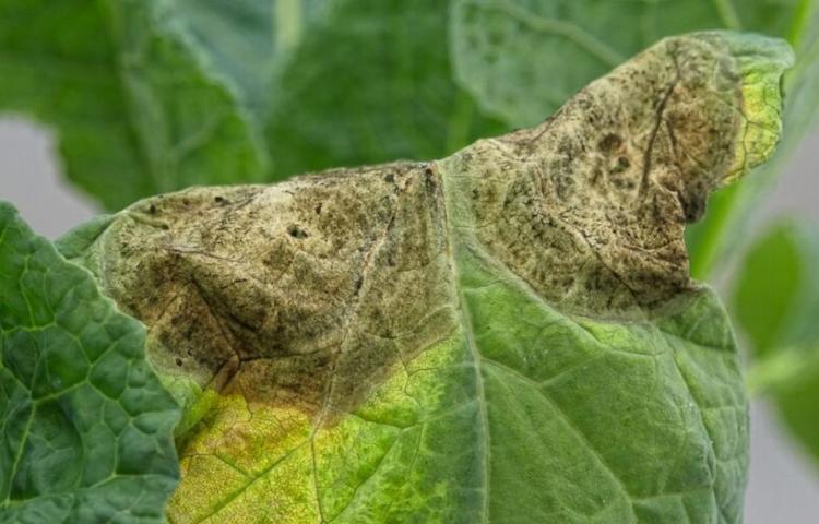 Groene rups op een blad, close-up foto