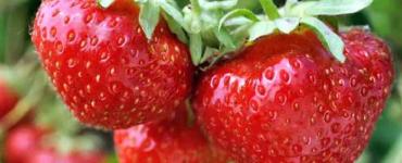1132X637_BNL_Aardbeitjes