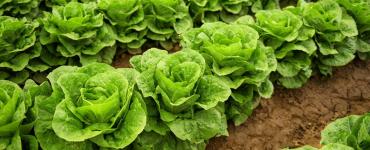 Lettuce field