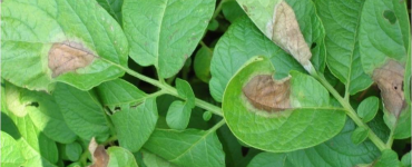 Actueel risico: Phytophthora in aardappelen