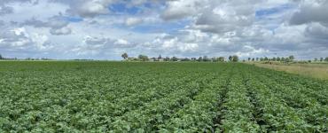 Aardappelveld 4 juni