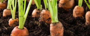 carrot field