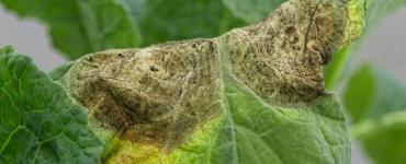 Groene rups op een blad, close-up foto