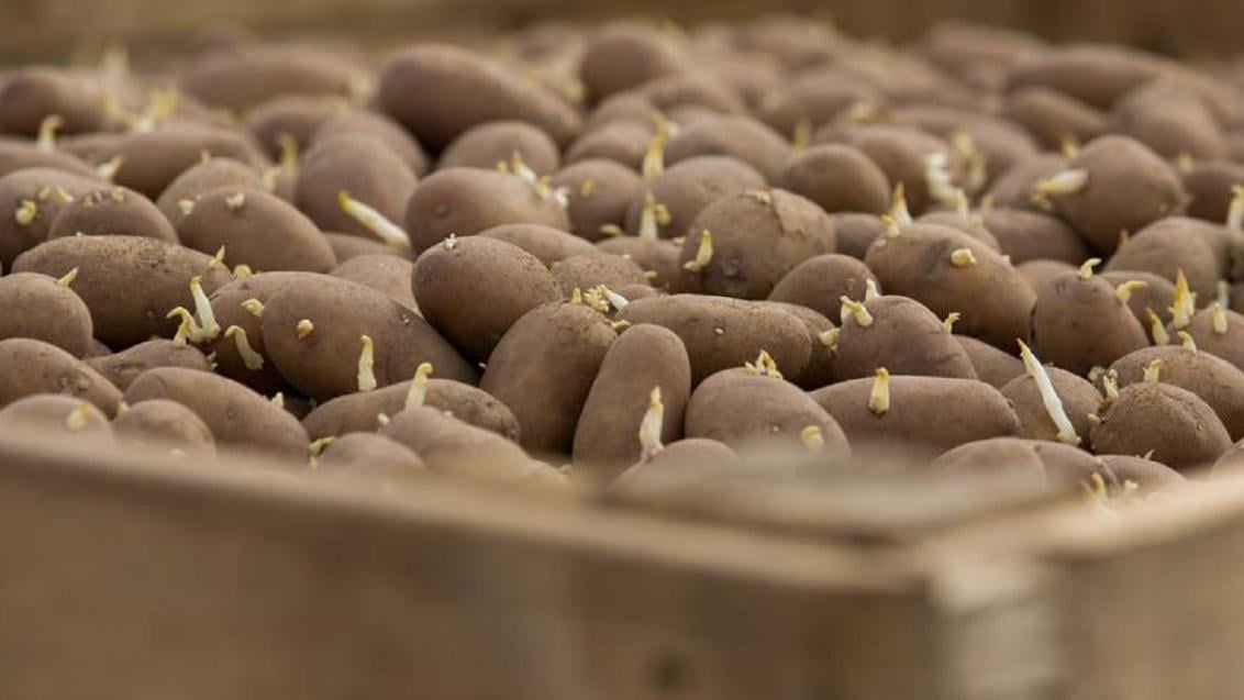 Aaltjes en ritnaalden in aardappelen bestrijden
