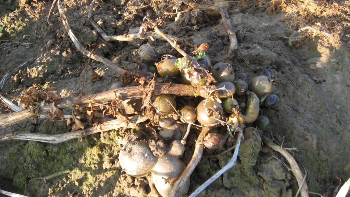 Tips Rhizoctoniabestrijding  rijenbehandeling
