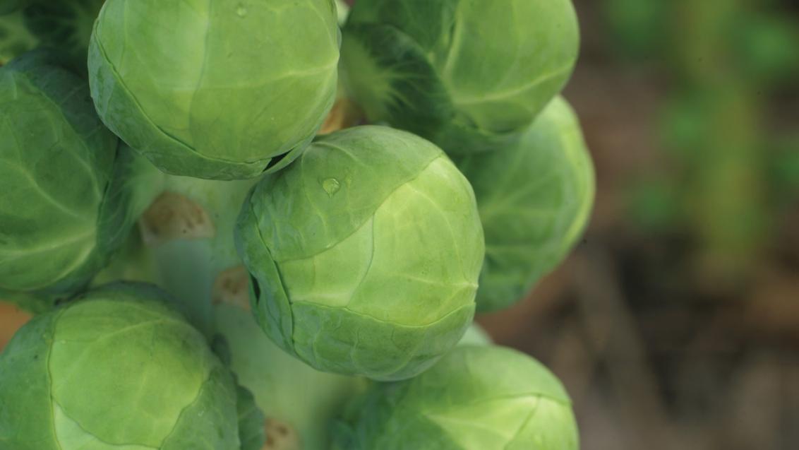 Light Leaf Spot