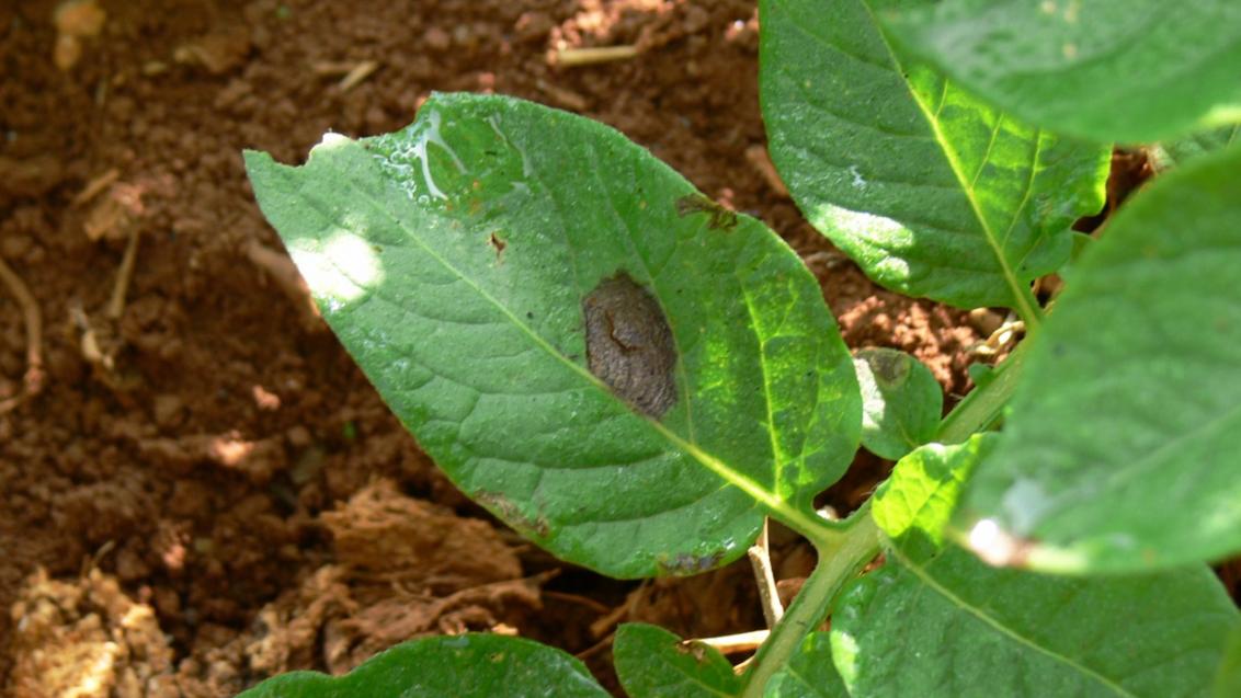 Alternaria bestrijden met Carial Star