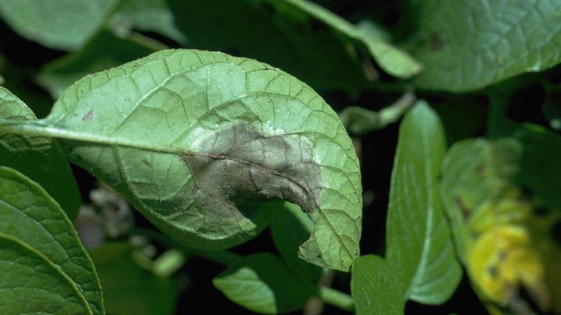 Phytophthora bestrijden met Revus