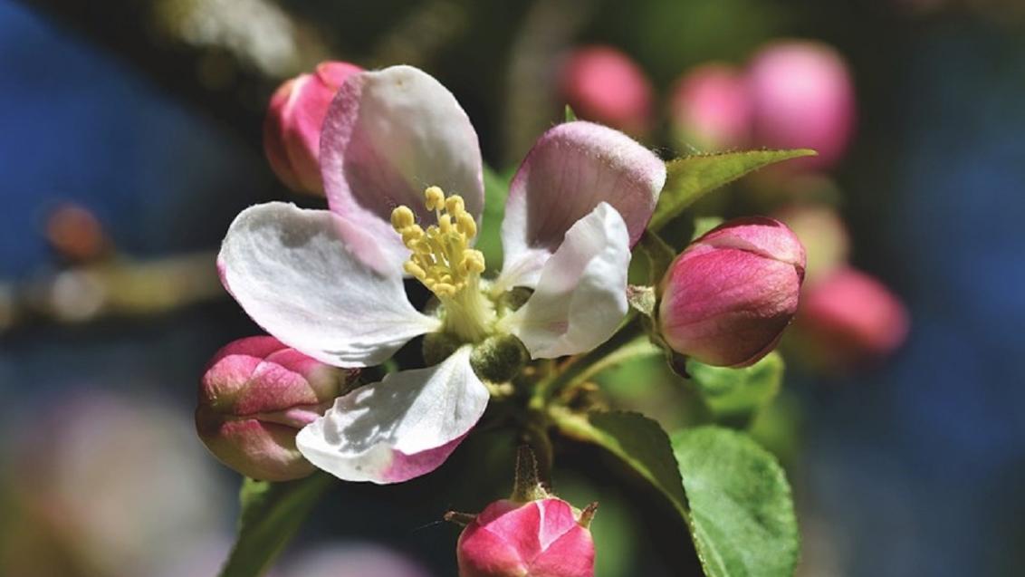 Appelbloesem