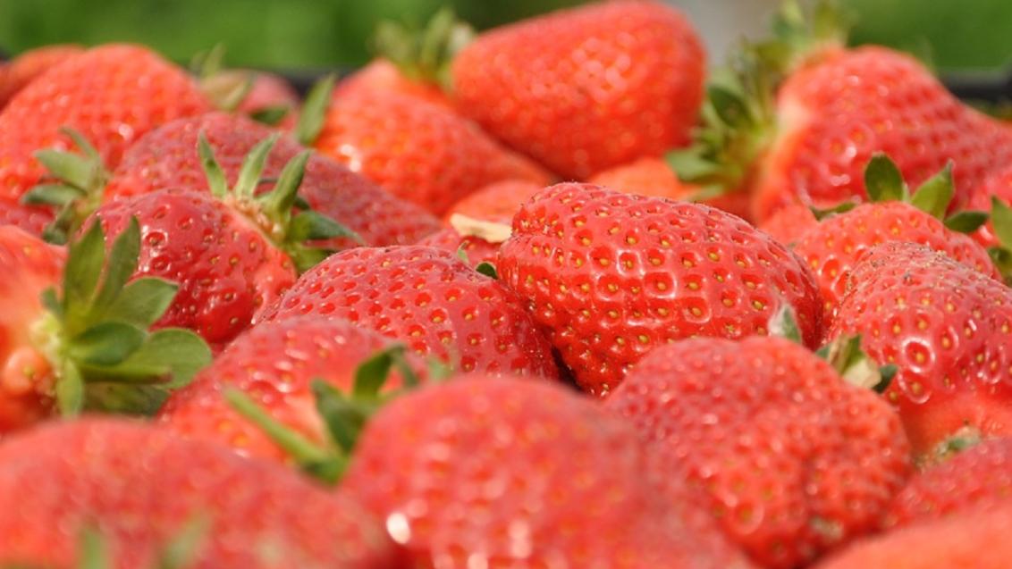 Schimmels in aardbei