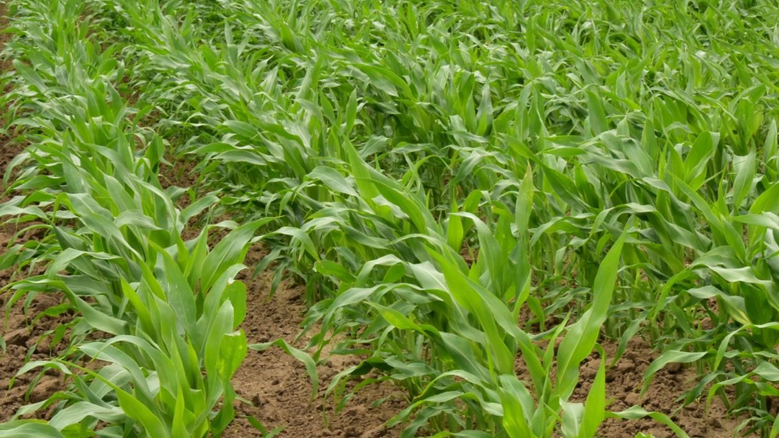 zaaizaadbehandeling in mais voor een goed en gelijkmatige opkomst en geen uitval van planten