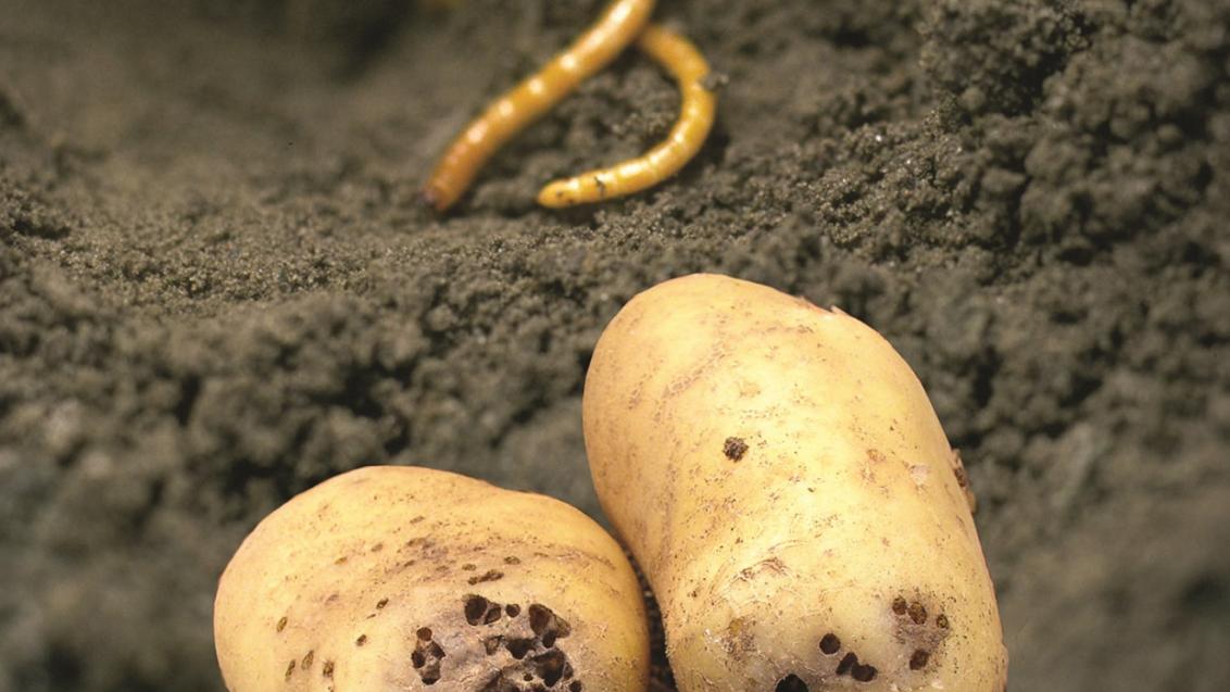 Aardappelen met ritnaaldenschade