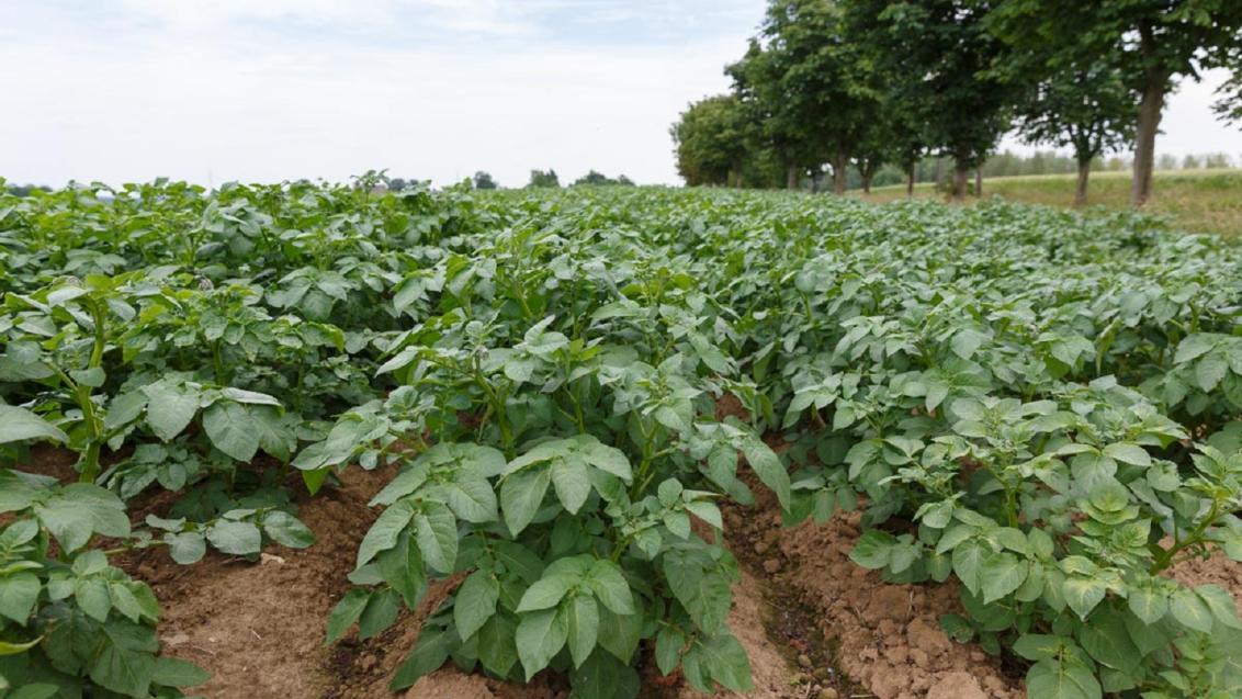 Force Evo Aardappelen