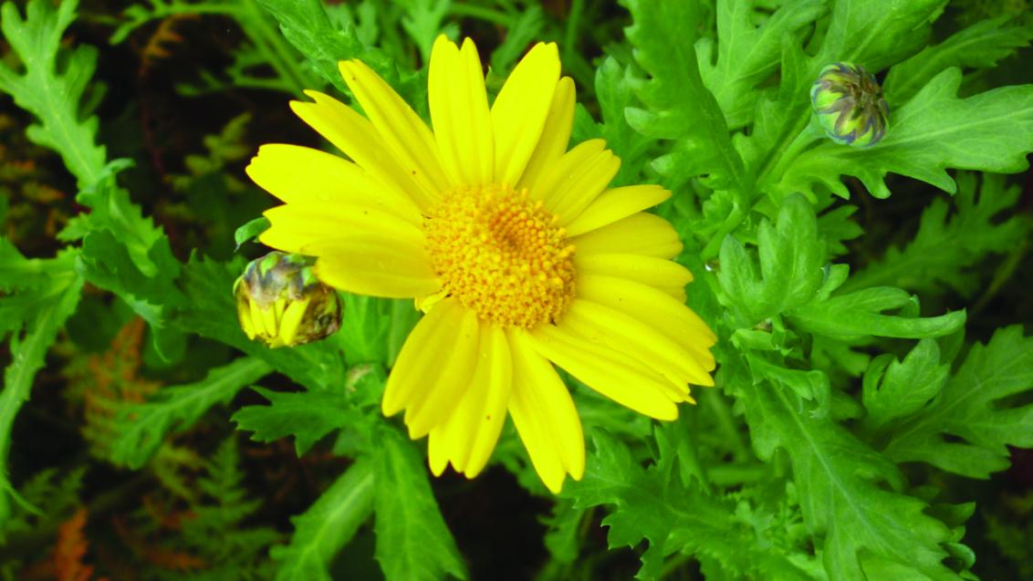 Marigold