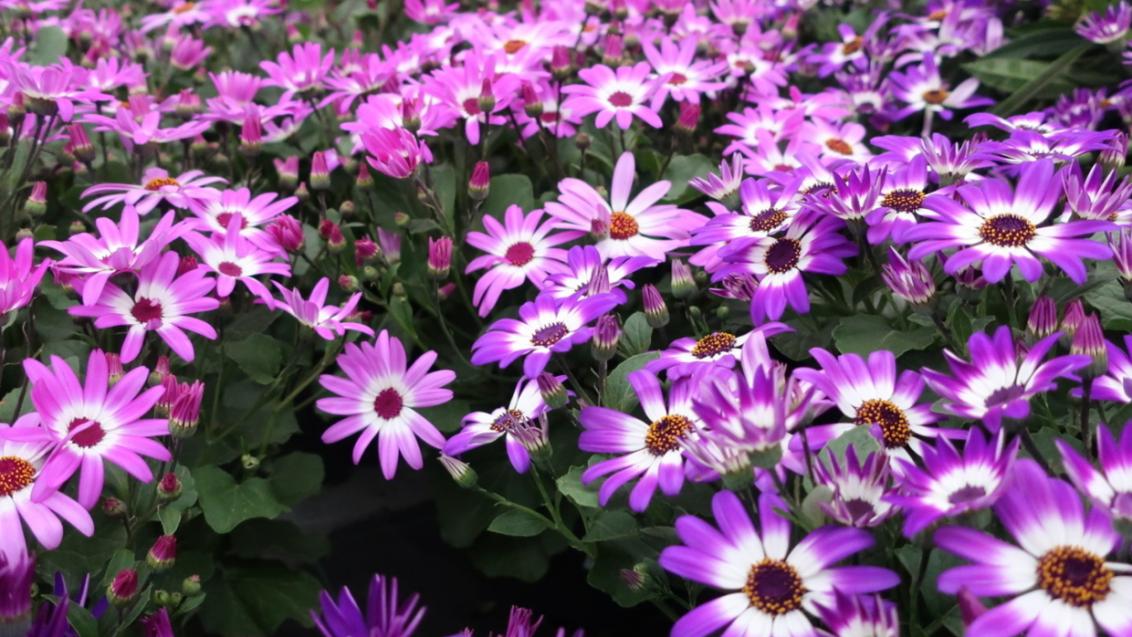 Zaaizaadbehandeling planten
