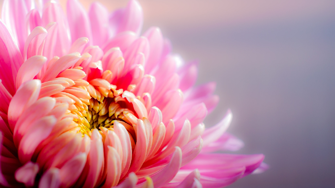 Chrysant