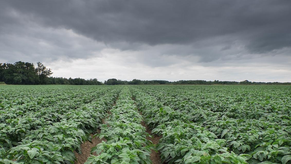 Aardappelveld