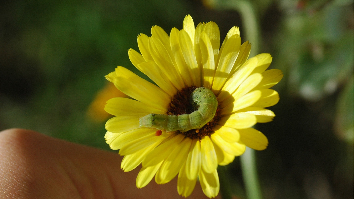 Gerbera met rups