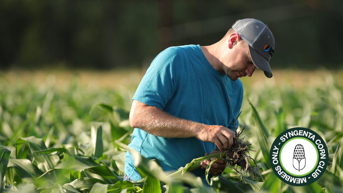 Word lid van de Syngenta corn club en geniet van de voordelen