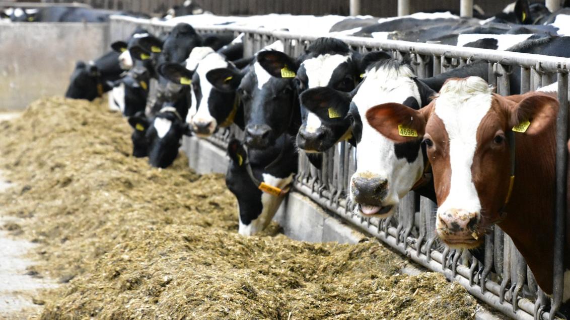 De meest rendabele Syngenta rassen krijgen een kwaliteitslabel: POWERCELL Powercell-rassen zorgen voor een maximaal rendement op het veld én in de stal.  Ze combineren meerdere belangrijke eigenschappen voor een winstgevende ruwvoer/melkproductie: