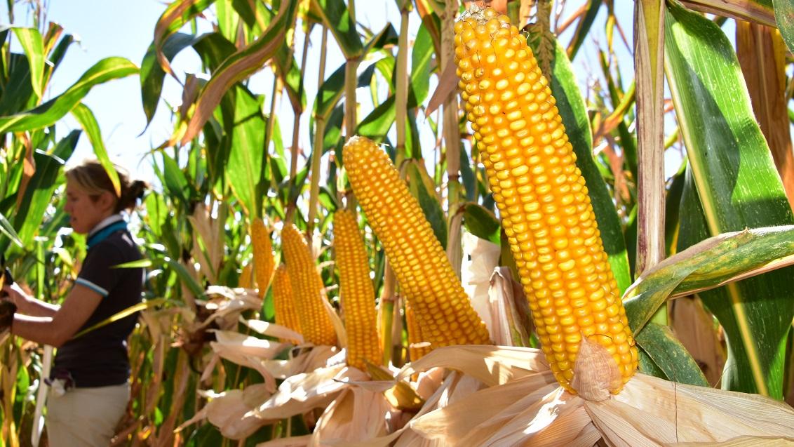 SY COSMOS zeer vroege dubbeldoelmais van Syngenta. 