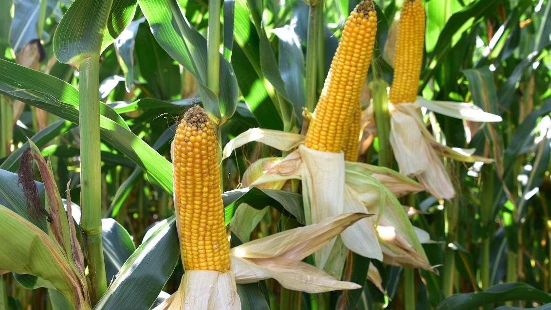 SY Amfora  middenvroege snijmais van Syngenta. Hoge en stabiele opbrengst op alle grondsoorten. Goede kwaliteit, zowel VEM als zetmeel