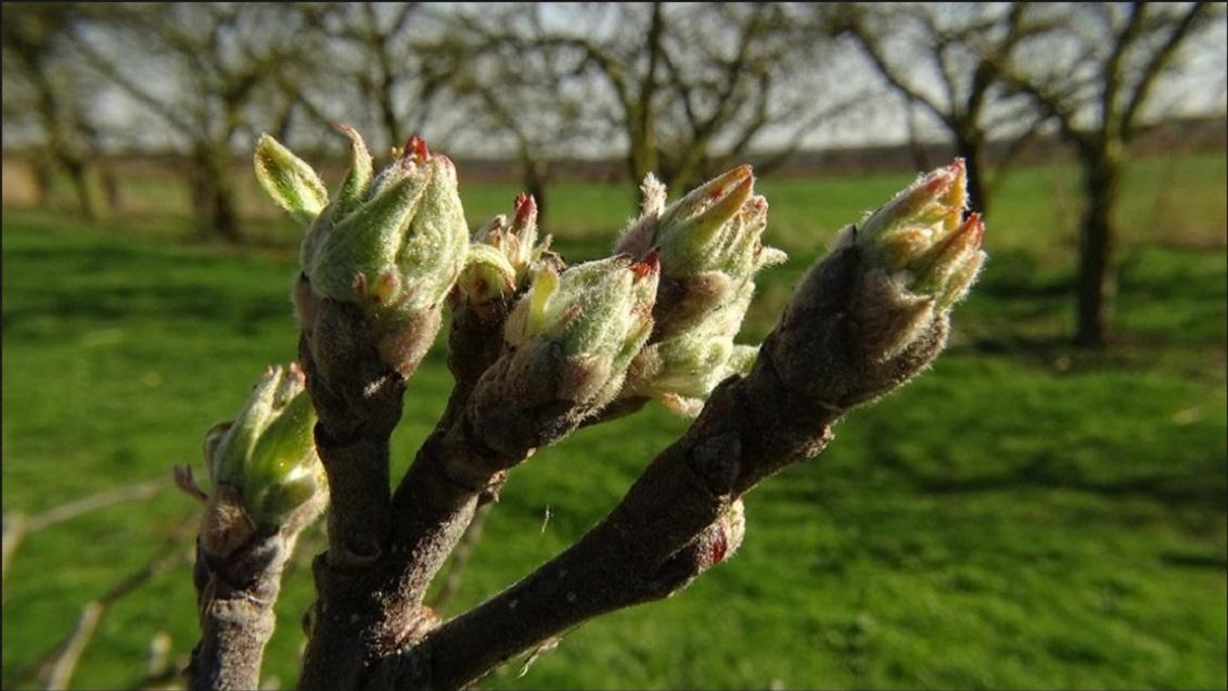 Schuivende knoppen appelboom