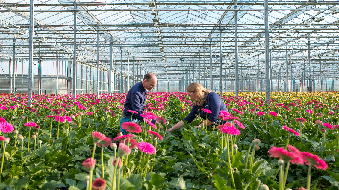 1132x637 Gerbera kas