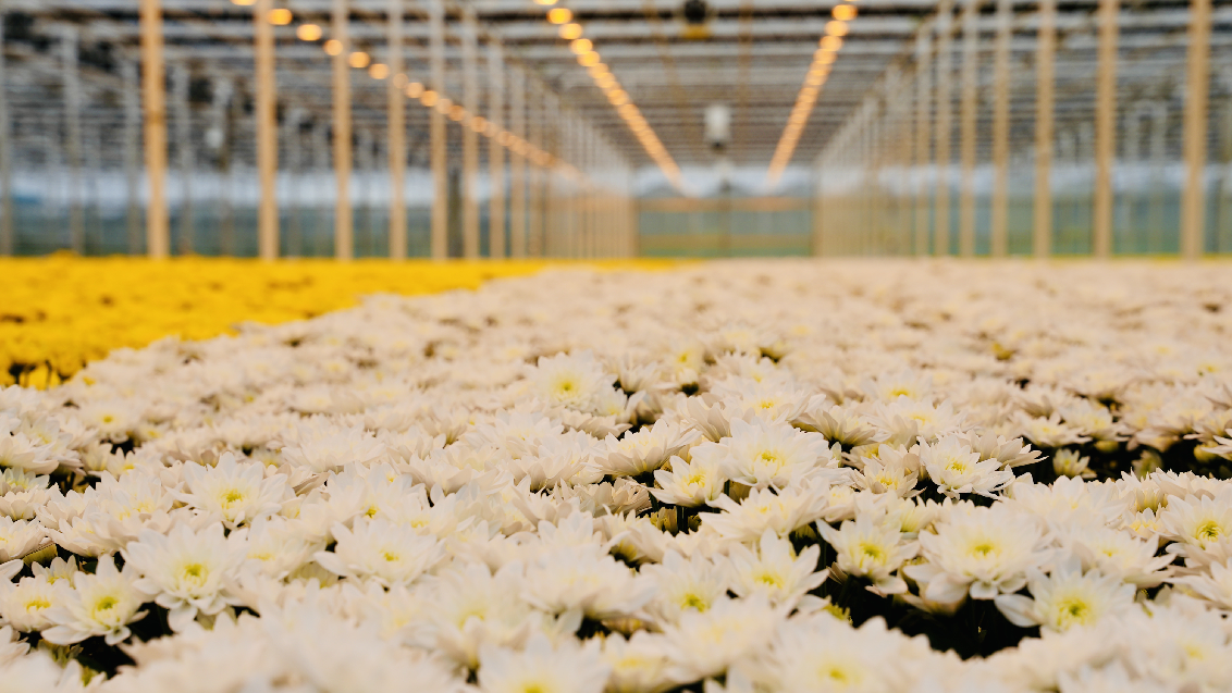 1132x637 Chrysant