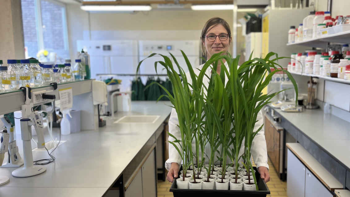 Onderzoek naar biostimulanten