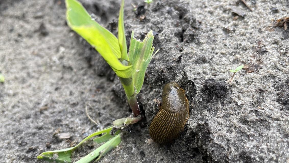 Het wegvreten van bladgroen zorgt voor groeivertraging, deze planten zijn in een verder stadium ook vatbaarder voor andere plagen zoals bijvoorbeeld builenbrand.