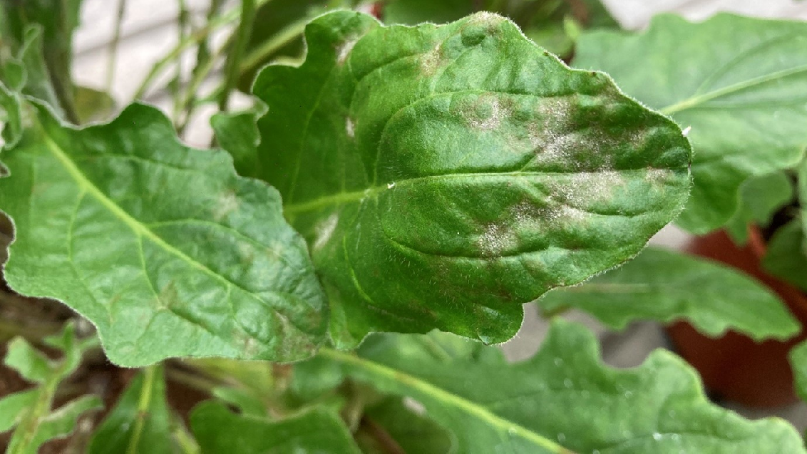 1132x637 Echte meeldauw