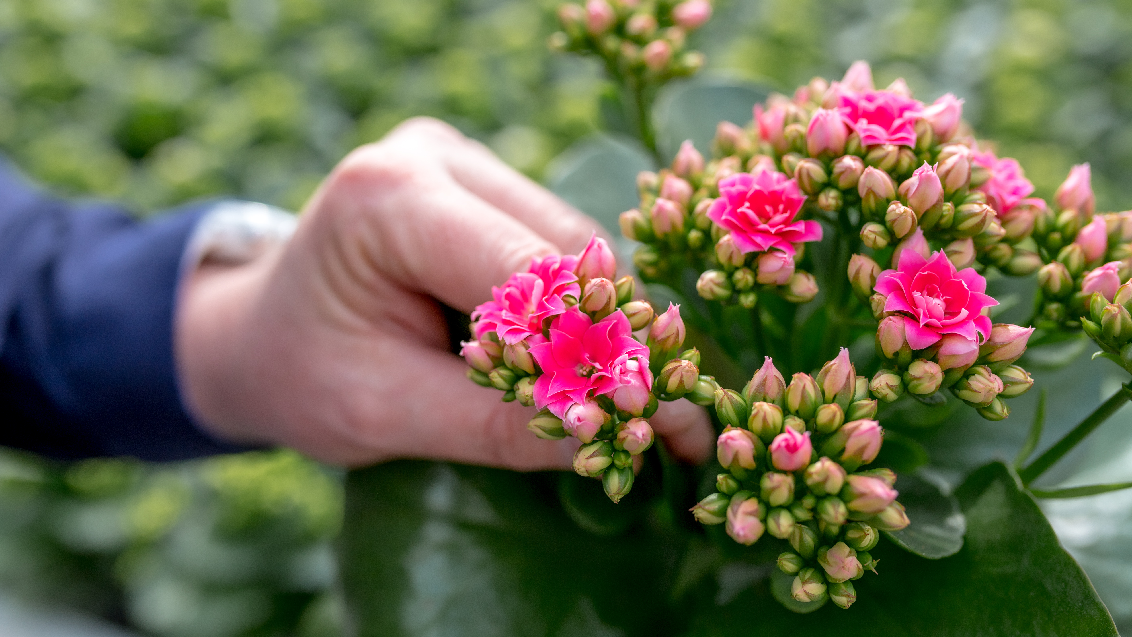 1132X637 Kalanchoe