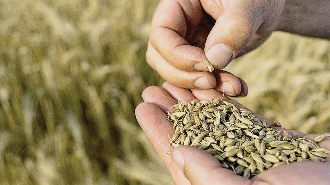 De publiek-private samenwerking (PPS) Brouwgerst is vrijdag van start gegaan. Dit is een groot vierjarig onderzoeksproject met als doel de Nederlandse gerst-, mout- en bierketen toekomstbestendig te maken.