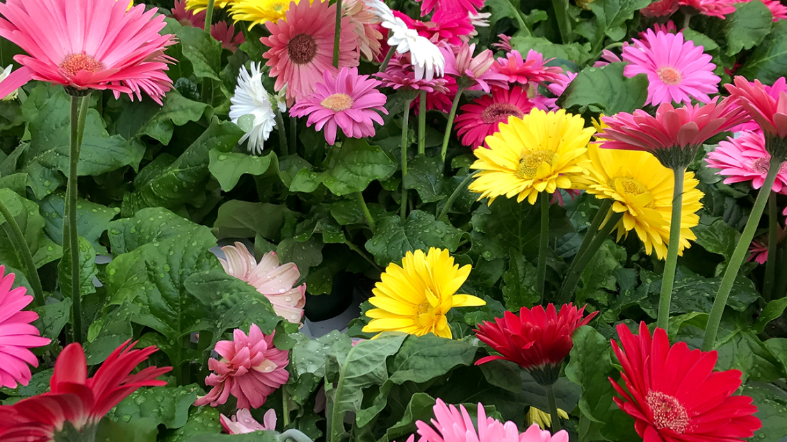 Gerbera