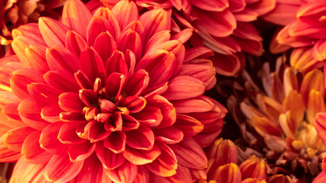 Chrysant