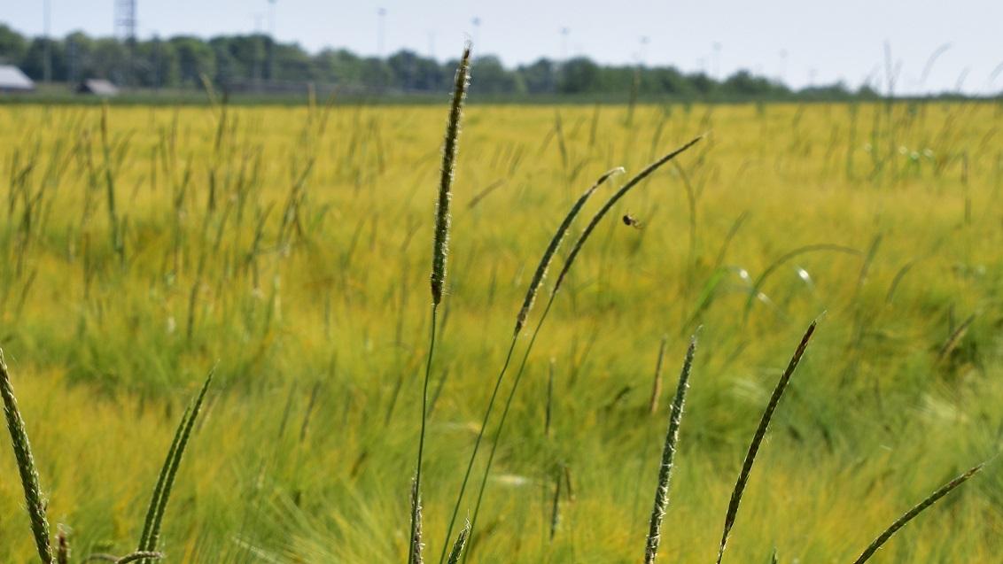 Duist heeft zware impact op het rendement van huidige en toekomstige teelten. De stijgende resistentie voor herbiciden maakt het er niet gemakkelijker op.