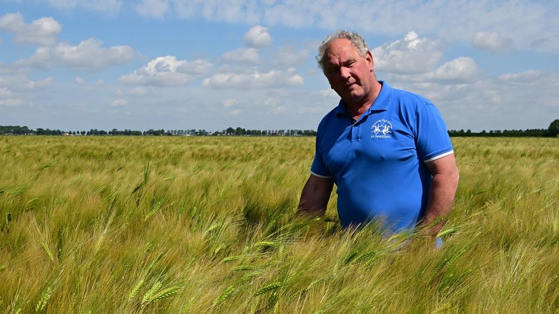 Een van de belangrijke overwegingen om voor HYVIDO hybride gerst te gaan, is naast de goede opbrengsten, het feit dat je vroeg kunt oogsten