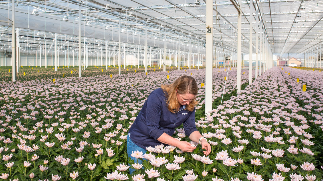 1132x637 Chrysant_Caroline