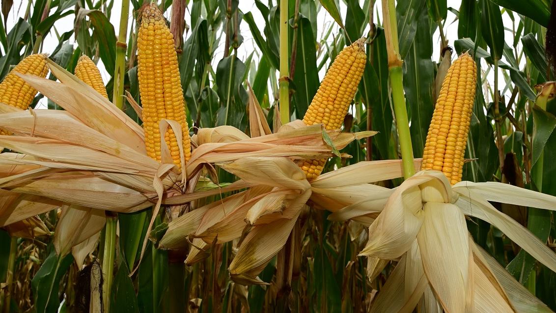 AGILE DUBBELDOELMAIS  van Syngenta kent een zeer goede builenbrand tolerantie