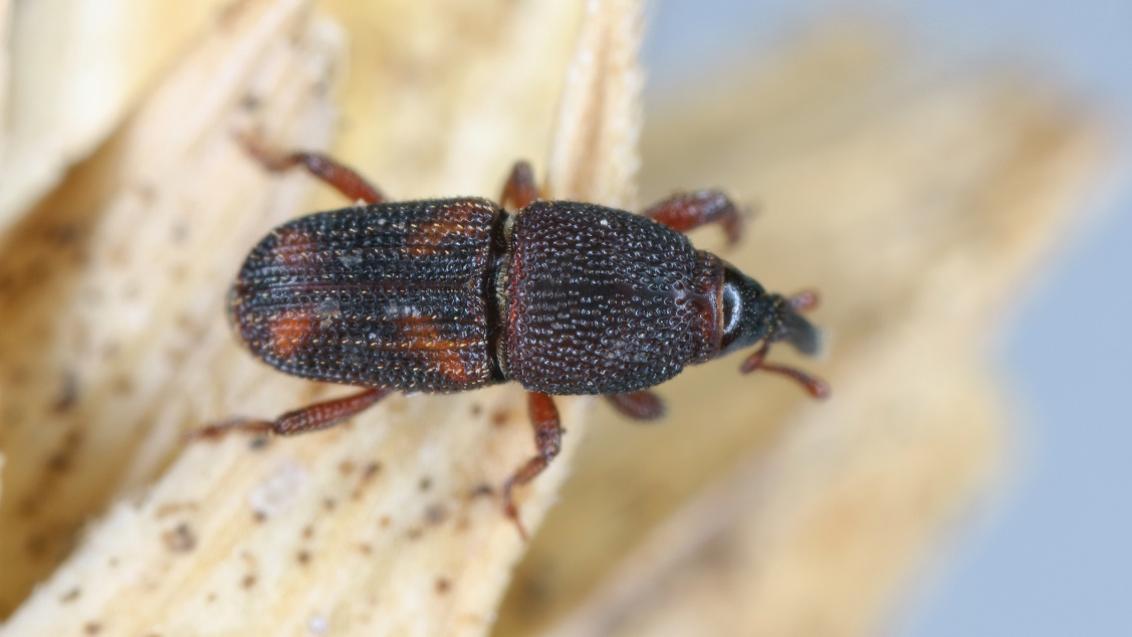 Check maïszaden die op de hoeve bewaard worden op aanwezigheid van ongewenste insecten. Hoe meer aangevreten zaden, hoe lager de kiemkracht. Bij een sterke aantasting worden de maïszaden zelfs onbruikbaar.