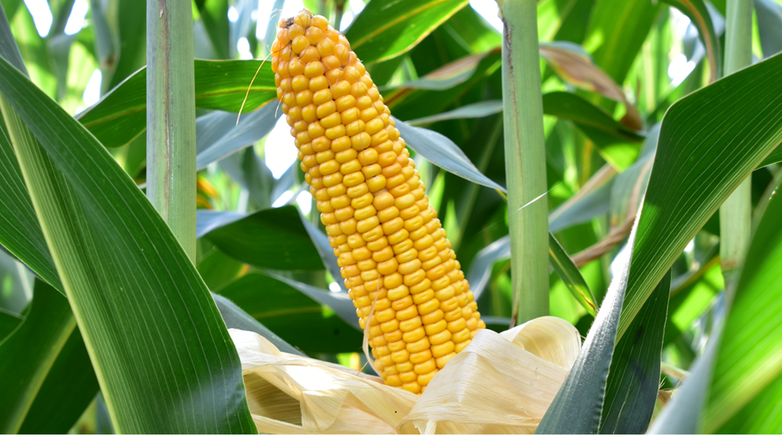 Vier Nieuwe Syngenta maïsrassen aanbevolen: Robuust als voorwaarde toekomstige teelt 2025