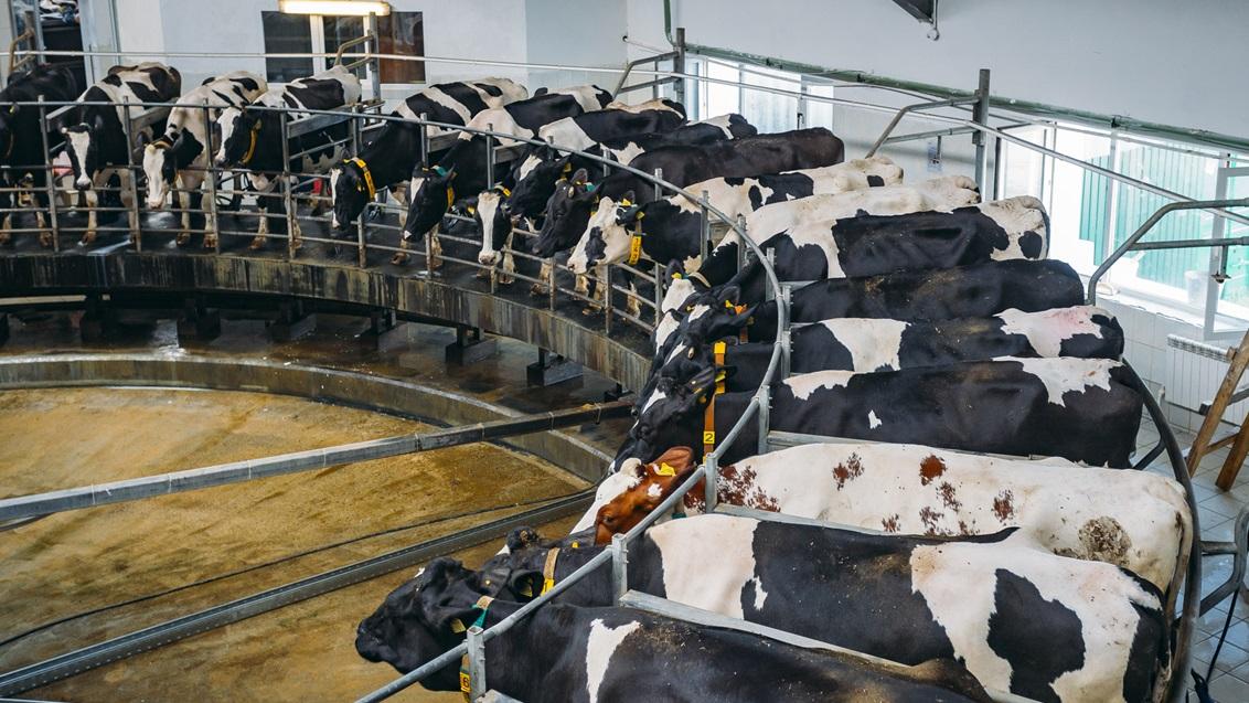 Ontdek hoe POWERCELL™ maïsrassen je melkproductie en winstgevendheid verhogen. Beter verteerbaar, hogere voederwaarde en meer liters melk per koe.
