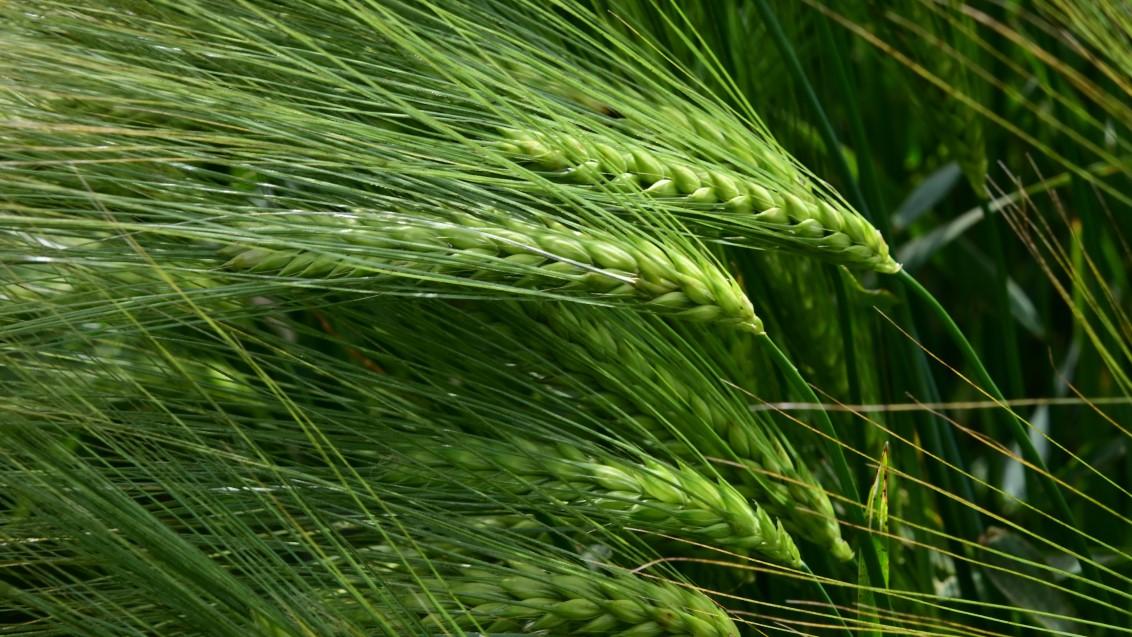 SY SPAROO - nieuw ingeschreven RESISTENTE wintergerst, meest veelbelovende ras in onze interne proeven