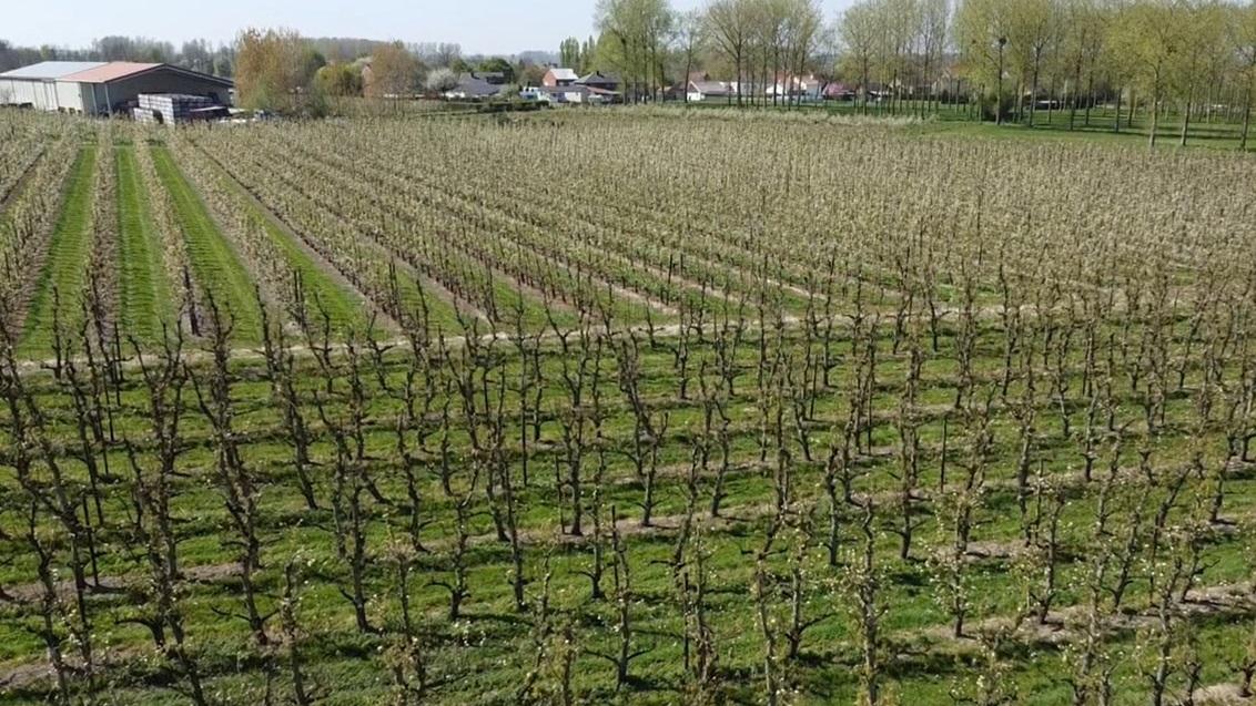 Perenknopkeverschade in BE