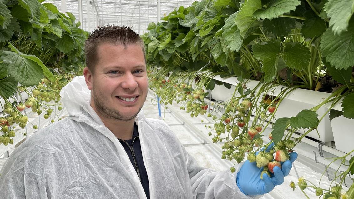 1132x637_bnl_maikel_bij_de_aardbeien_-pchoogstraten.jpg
