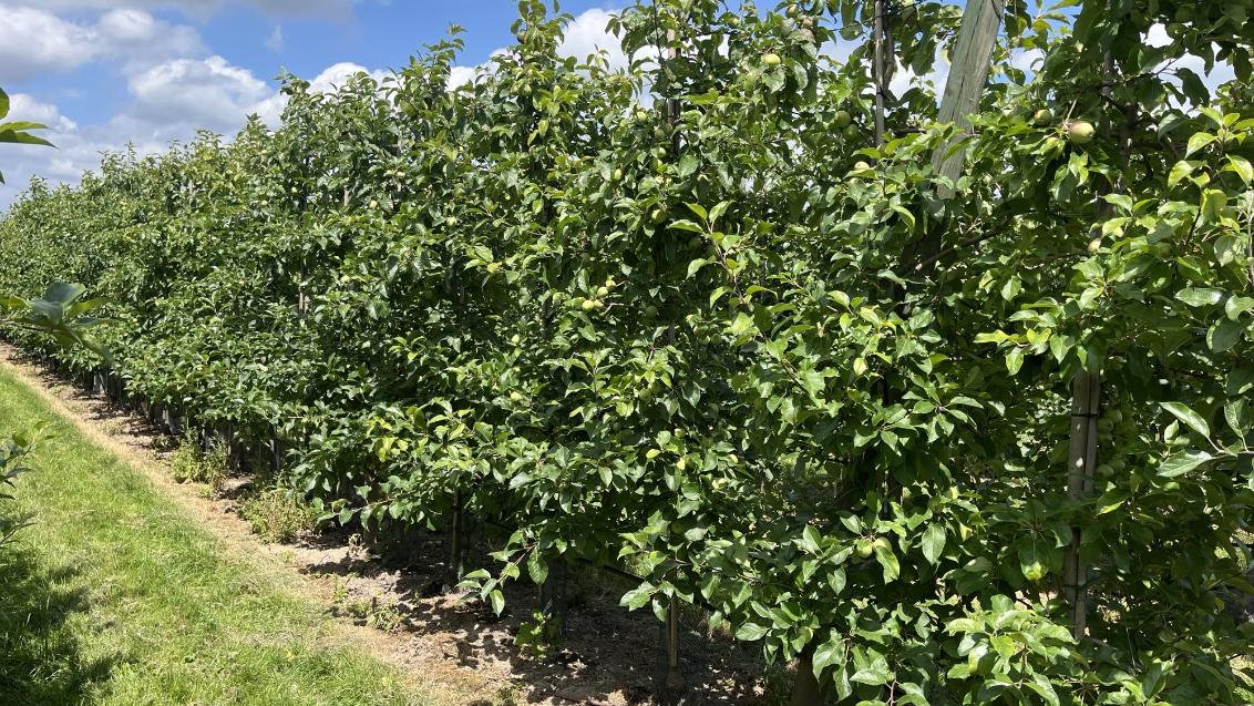 Fruit nieuws 2025